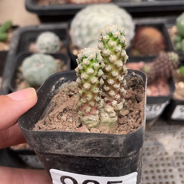 935双头黛丝仙人球植物