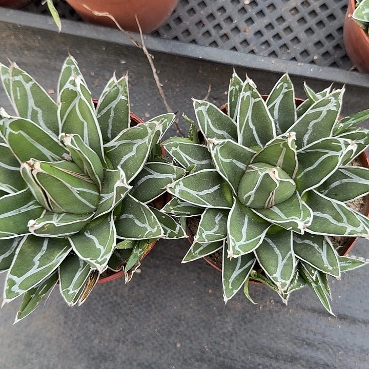 龙舌兰屉之雪一盆带盆土发