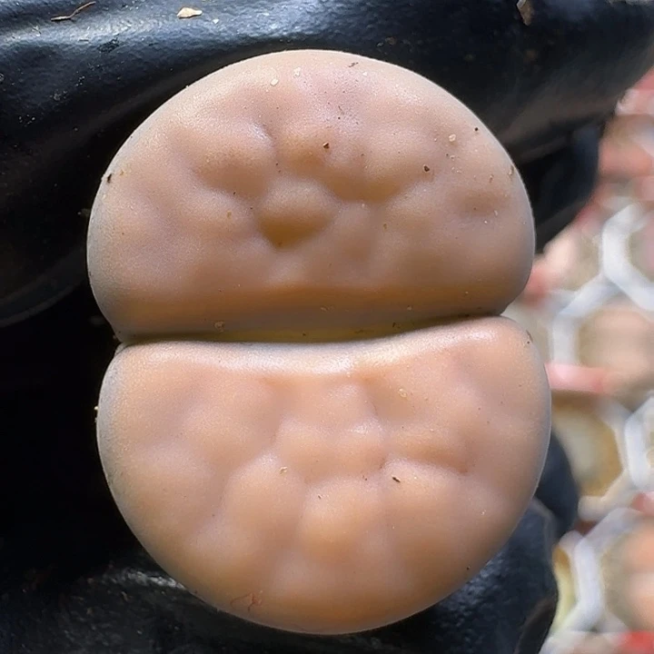 生石花111111。   139