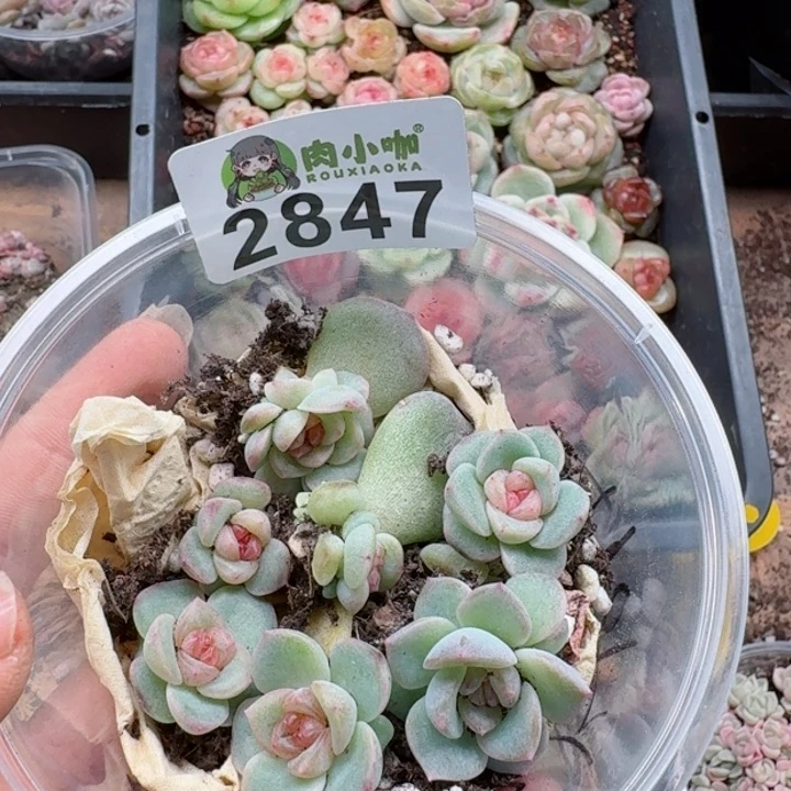 多肉植物多肉植物