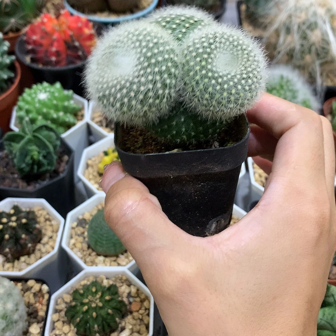 当前无花栽培后可以开花实生根白雪光