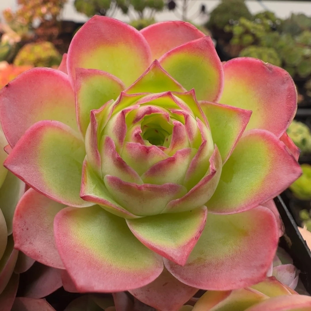 L720半城玫瑰金陵不含盆土