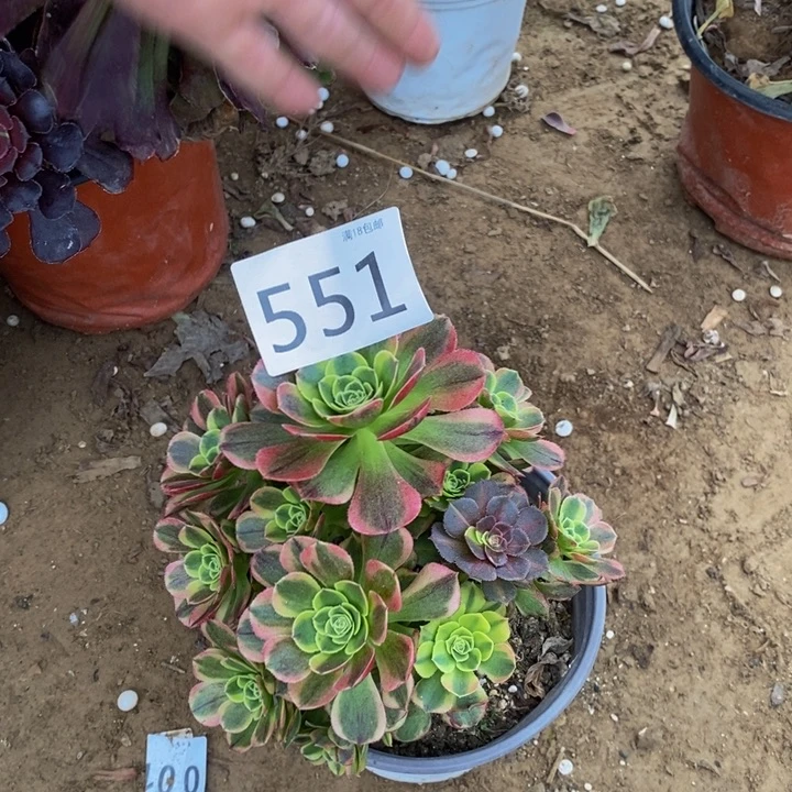 551万奶白绣球多肉