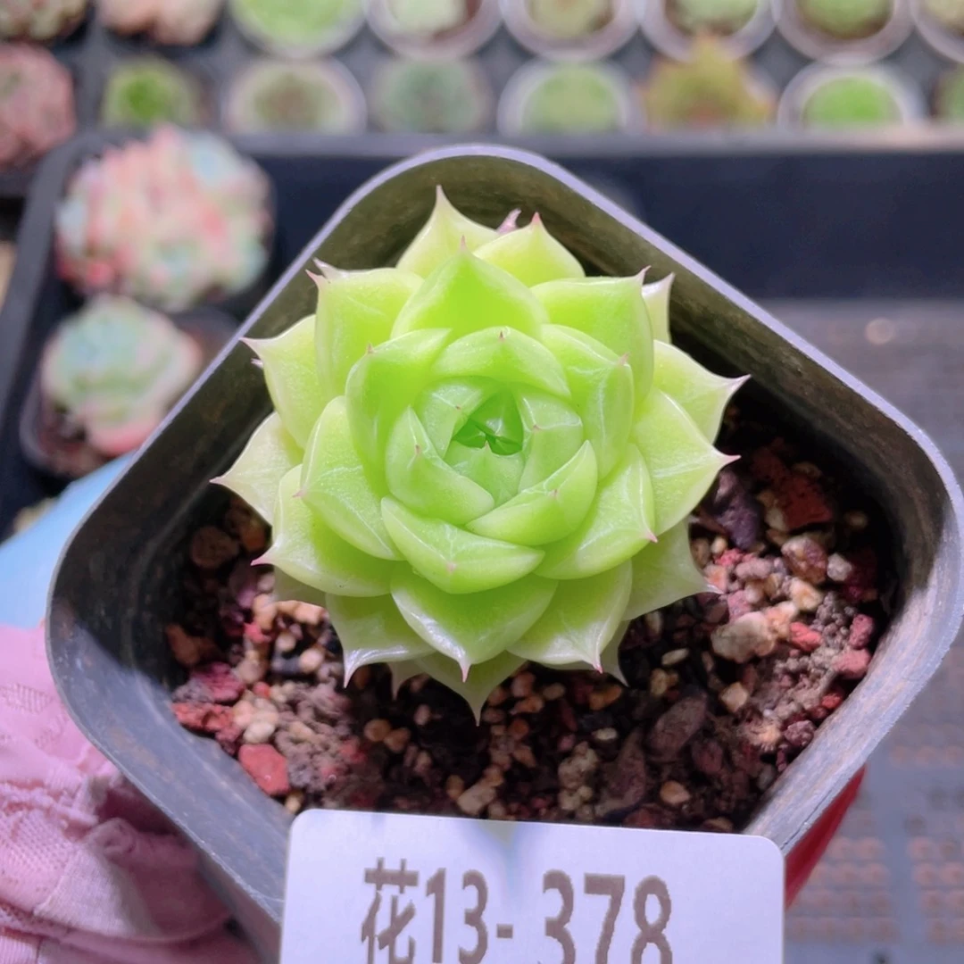 花利美13-378麦秆