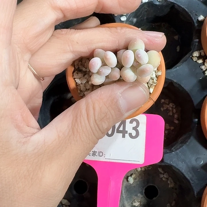 打****人zjxhxhxjcjfj043