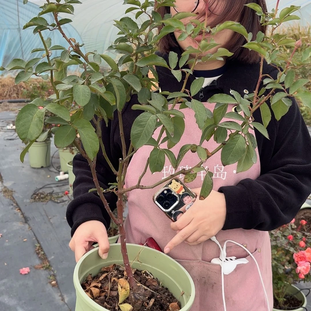 鹤梦3加仑根接棒棒糖造型