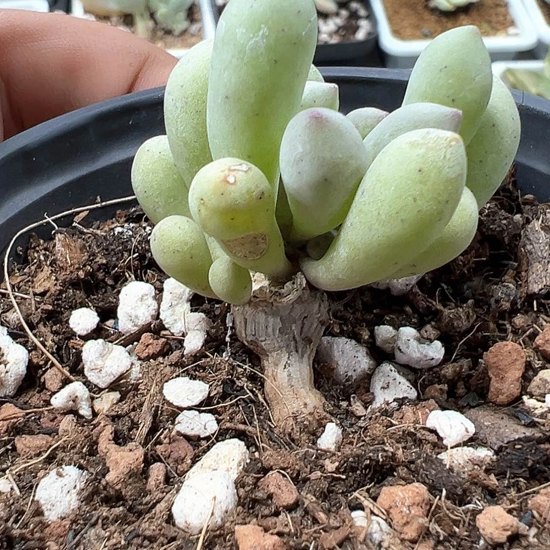 卡拉菲厚敦菊 小方花圃一单包邮非偏远
