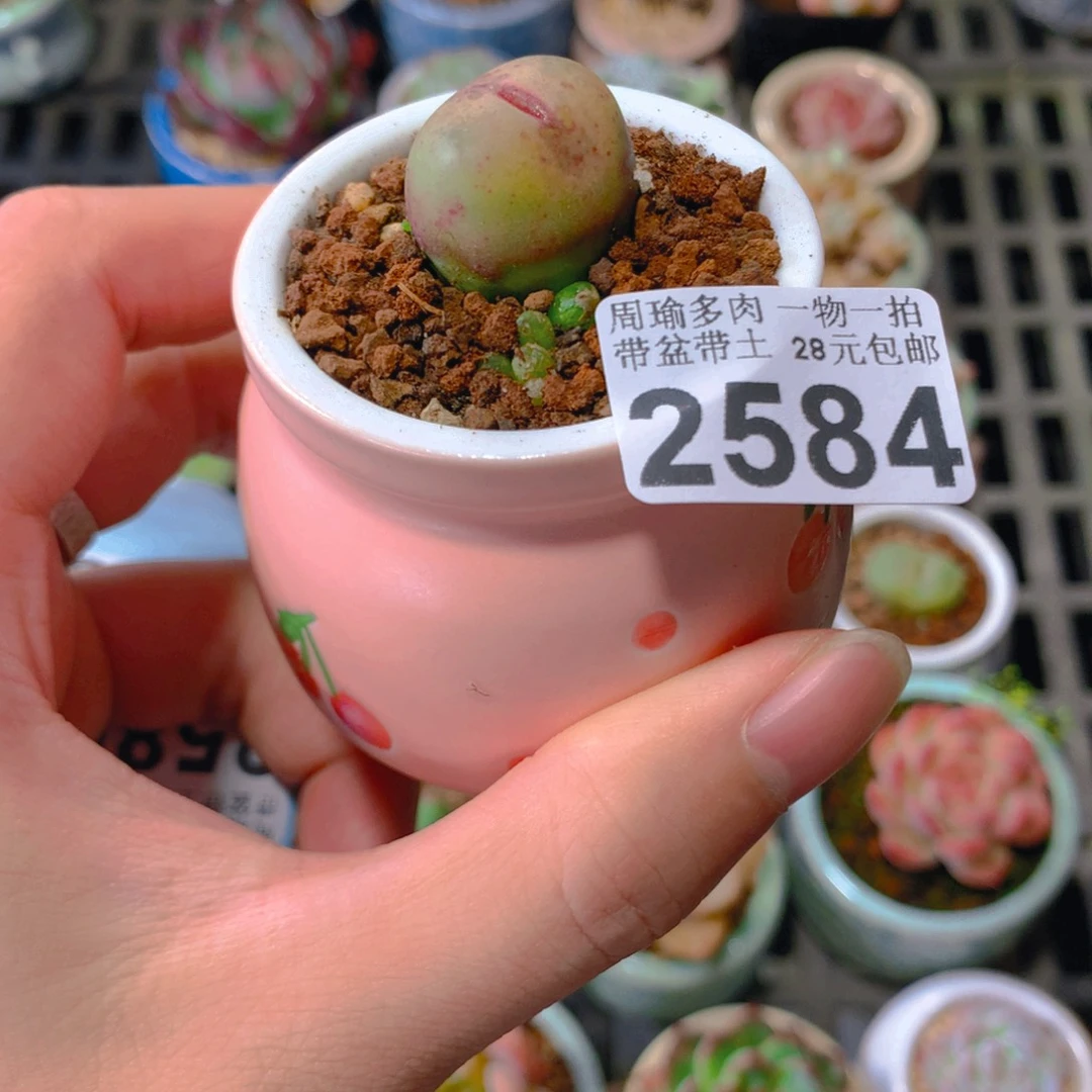 5厘米盆精控多肉2584