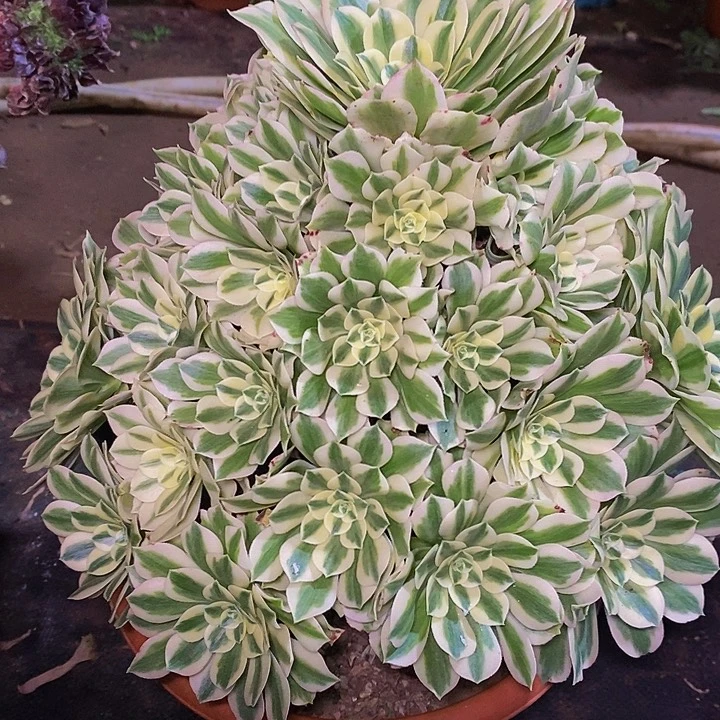 多肉植物保护研究所