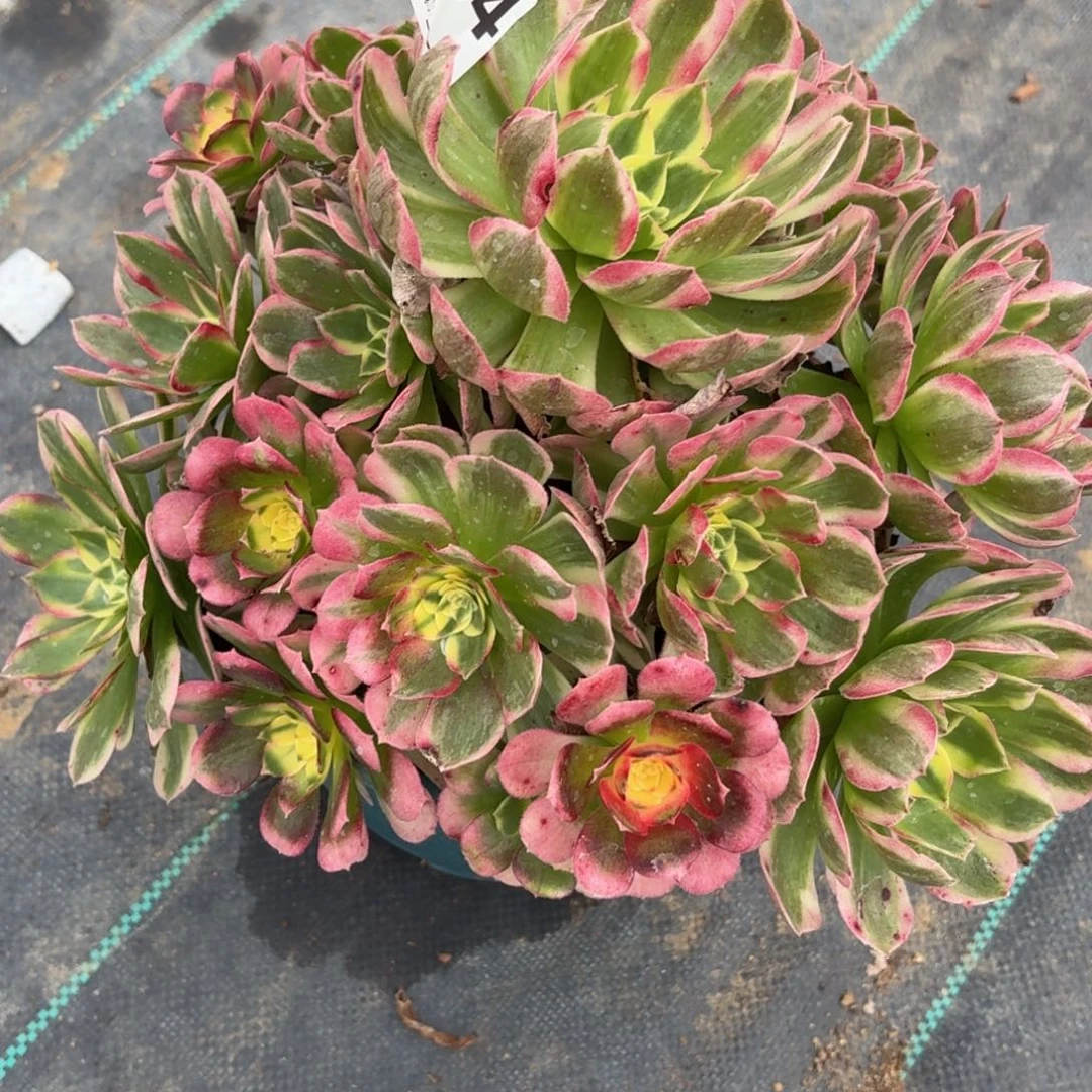 694海王多肉植物膜亏