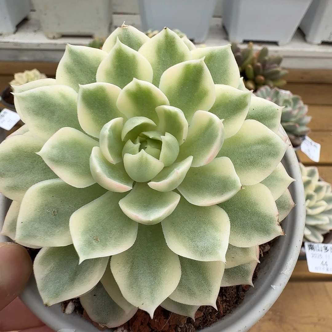 不知名锦锦锦1104-47