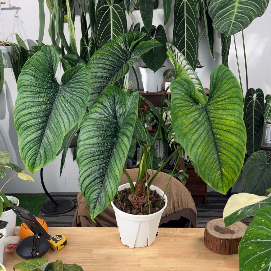 完全开放云雾林母本