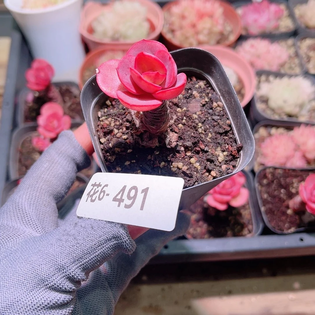 花06-491秀妍单头
