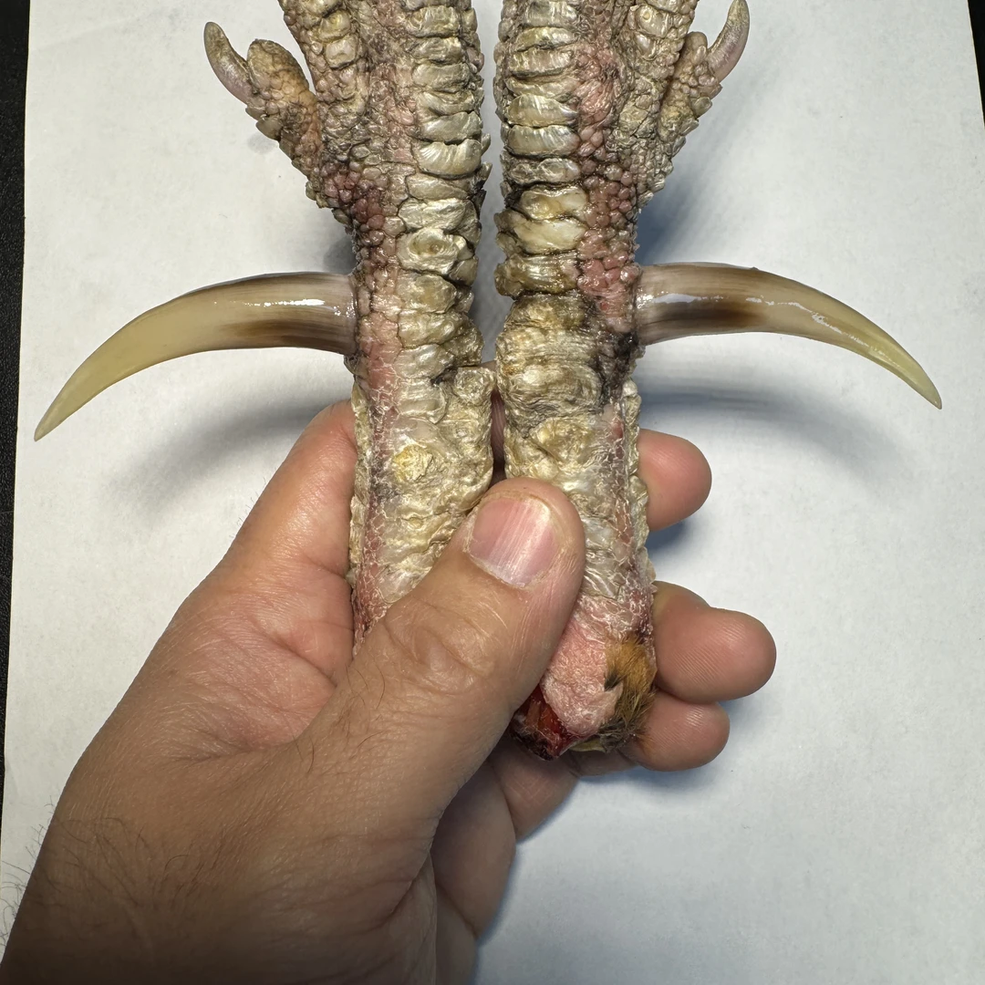 鸡爪骨工艺品，对称炫彩蹬鸡爪骨一对