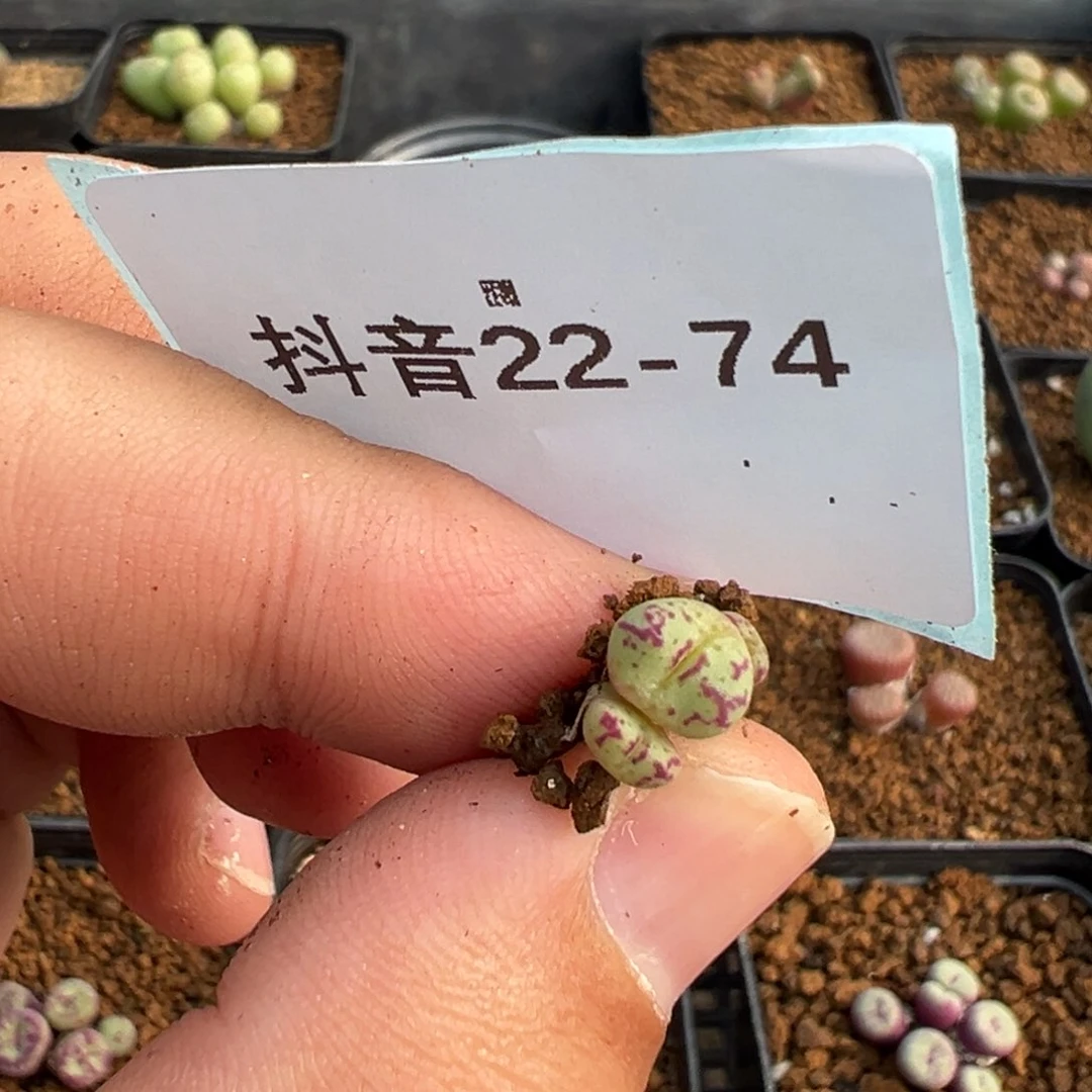 ?****?22-74肉锥多肉植物，