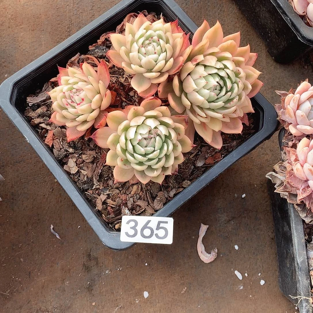 365 一物一拍多肉