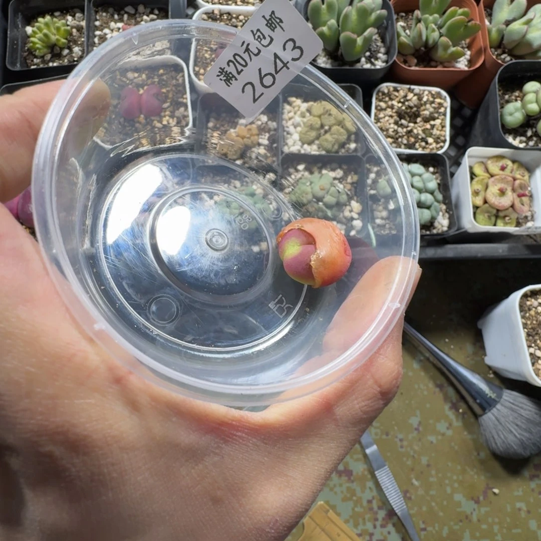 沉****）2643。毛毛一颗。