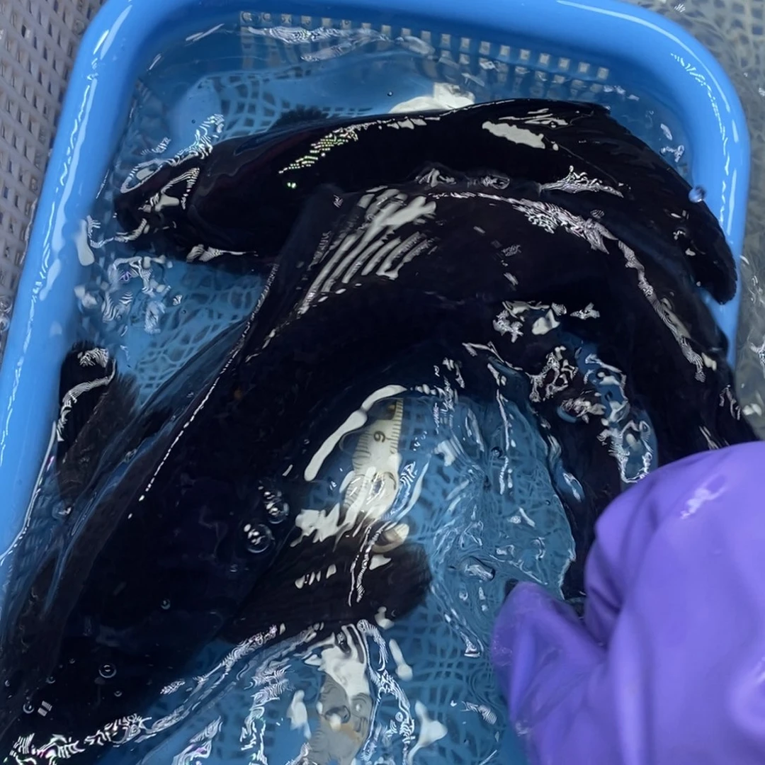 锦鲤冷水锦鲤包邮