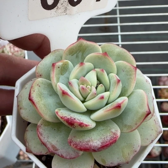 1号香草一物一拍多肉