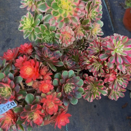 青***青全部花苞玉芙蓉，黑膜锦，送了一颗祝融0244444