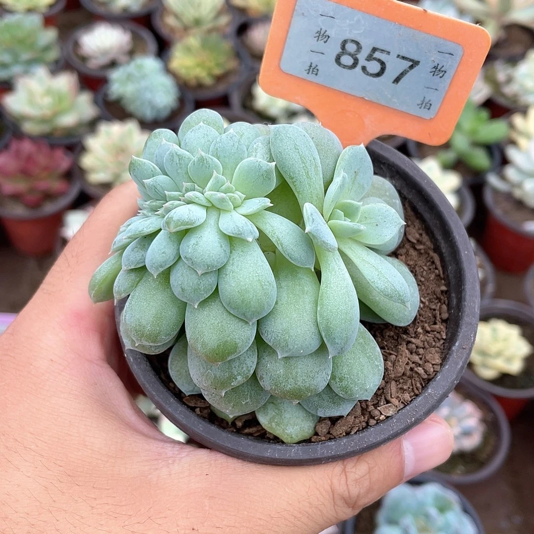 青****857号多肉植物盆栽