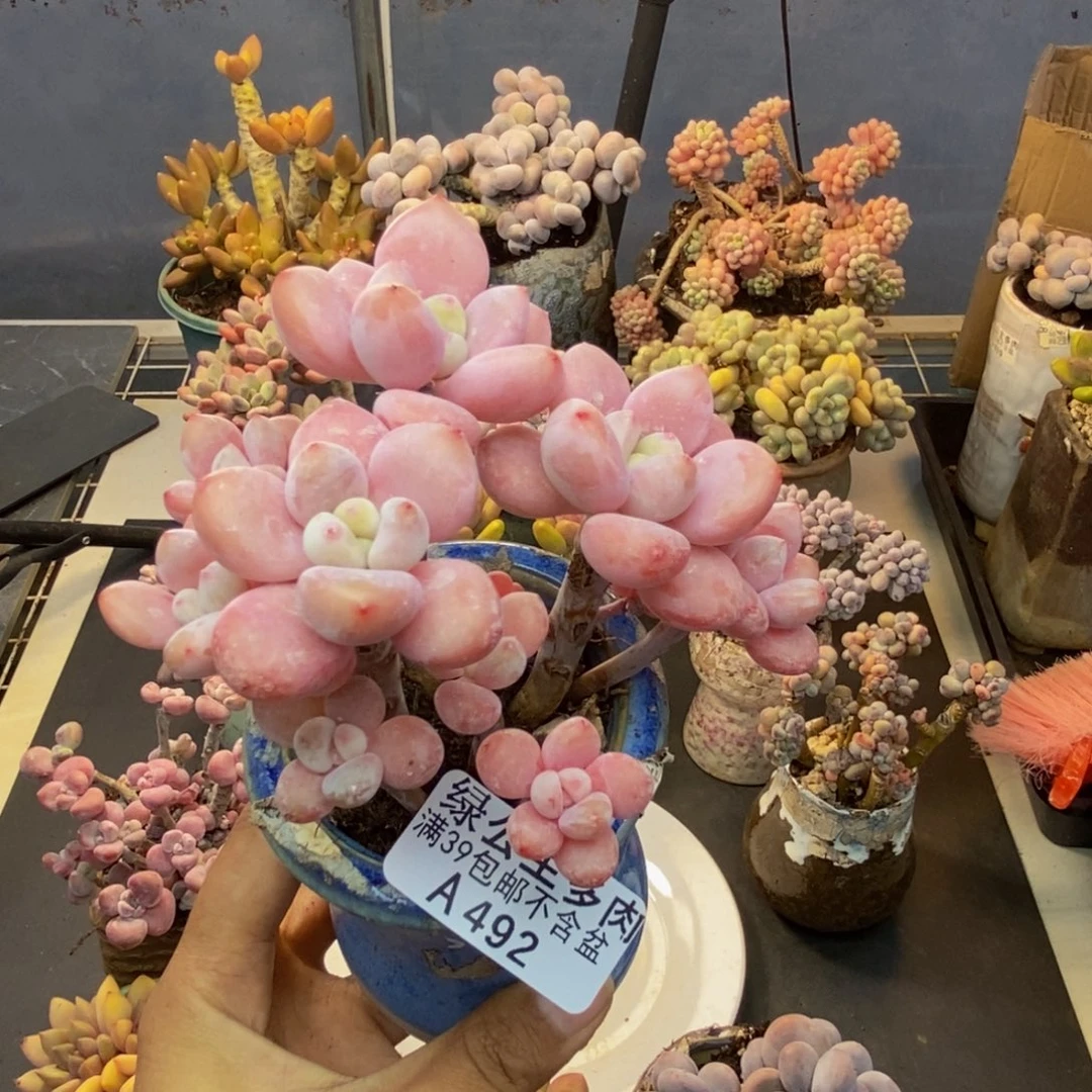 492樱花洛神多肉8cm