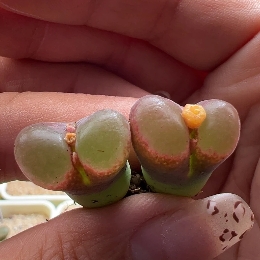 47。青蛙优选F红风铃