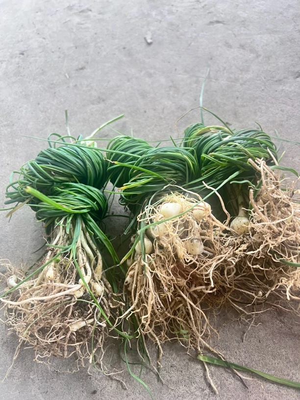 湖南湘西高山野葱