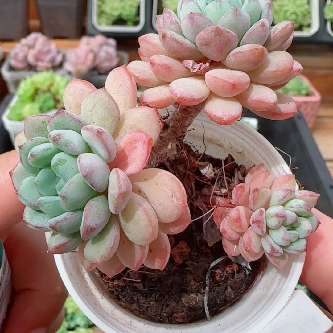 花语逸镜0923-225珍珠痘痘