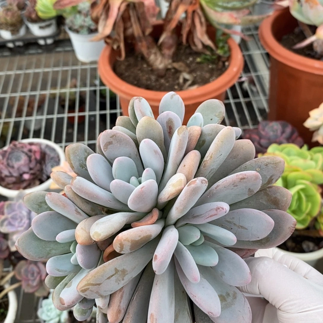 5005粉兔多头一物一拍