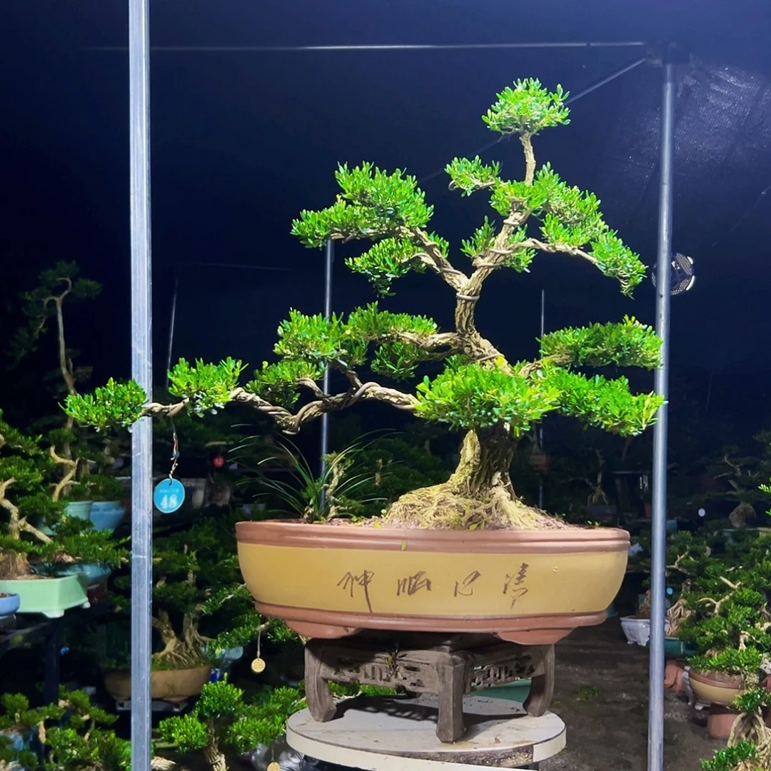 无花朵黄杨木