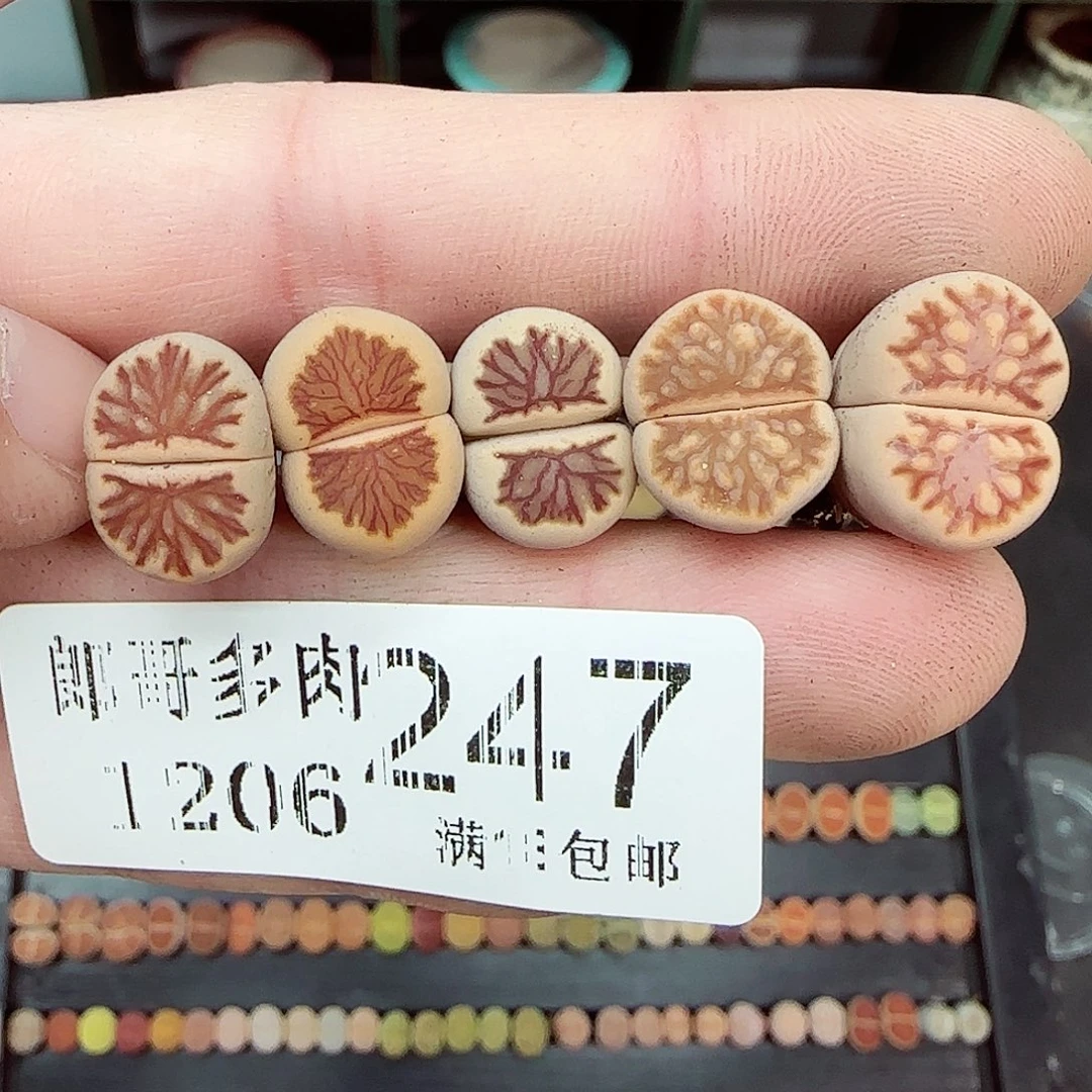 满满18包邮1204-247