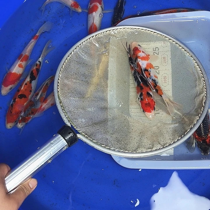 海水鱼锦鲤的尾巴是什么