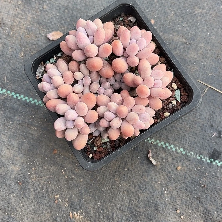 ****～白白多肉植物啊啊啊