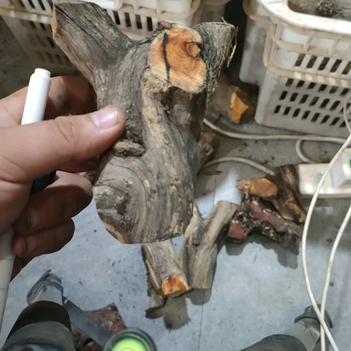 大果紫檀（缅甸花梨）