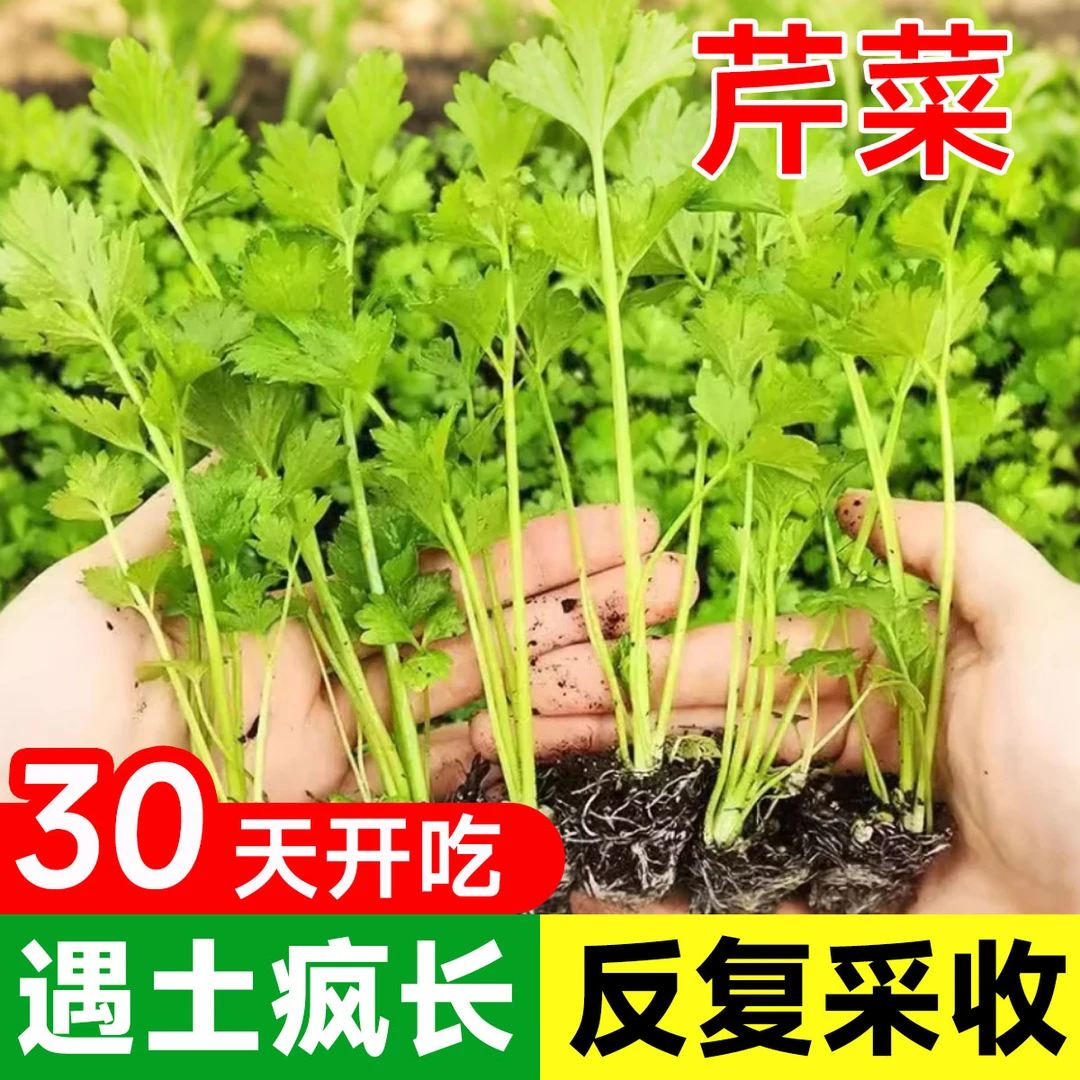 【寿光基地直发】高产水果芹菜苗皇后西芹秧苗四季香芹苗阳台盆栽