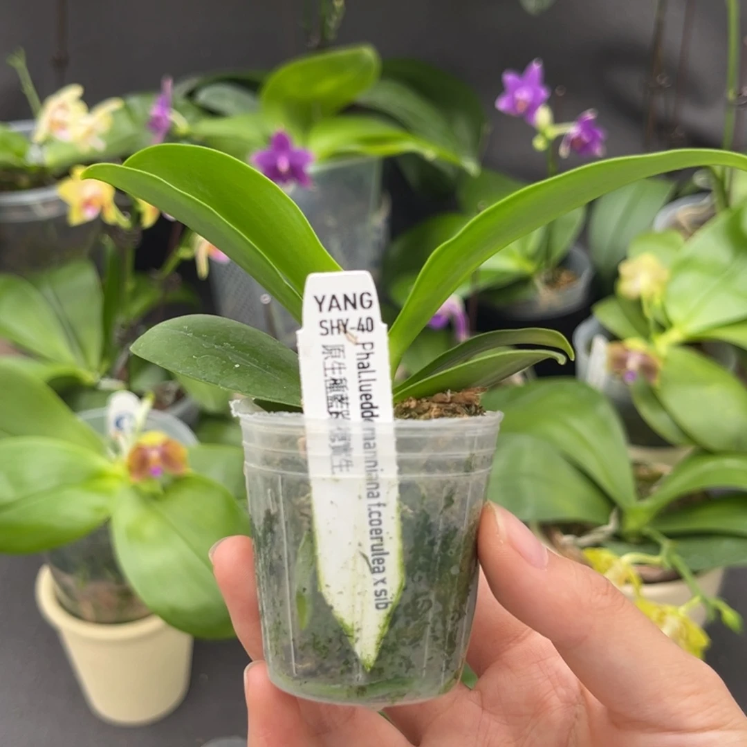 无花朵1.7寸蓝路德兄弟交