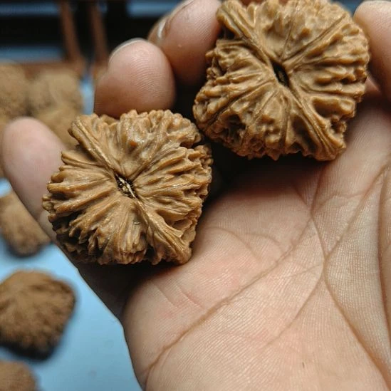 小***蝶完全开放南疆石核桃