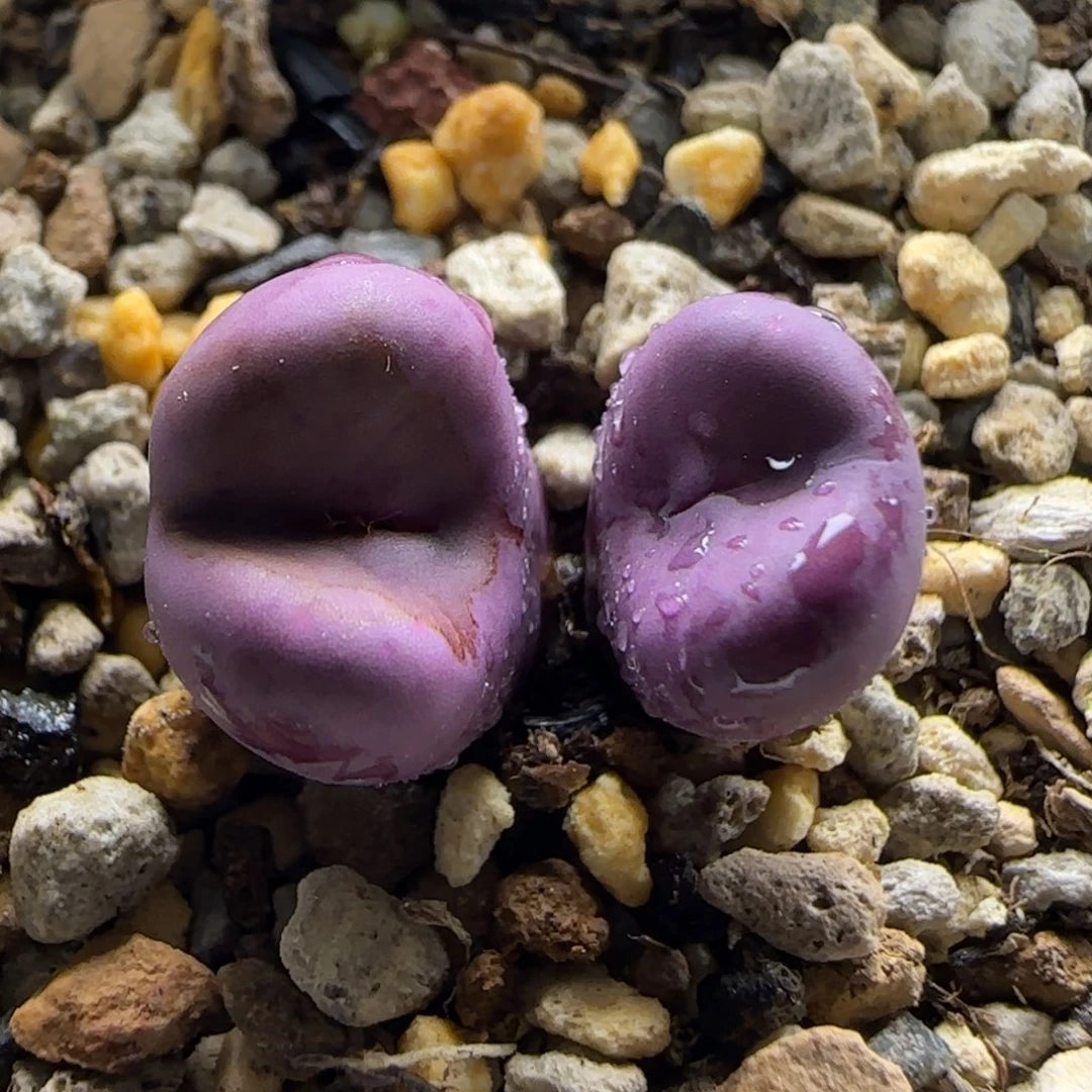 10-24-3-3当天满38包邮四季紫嘴2736脱土