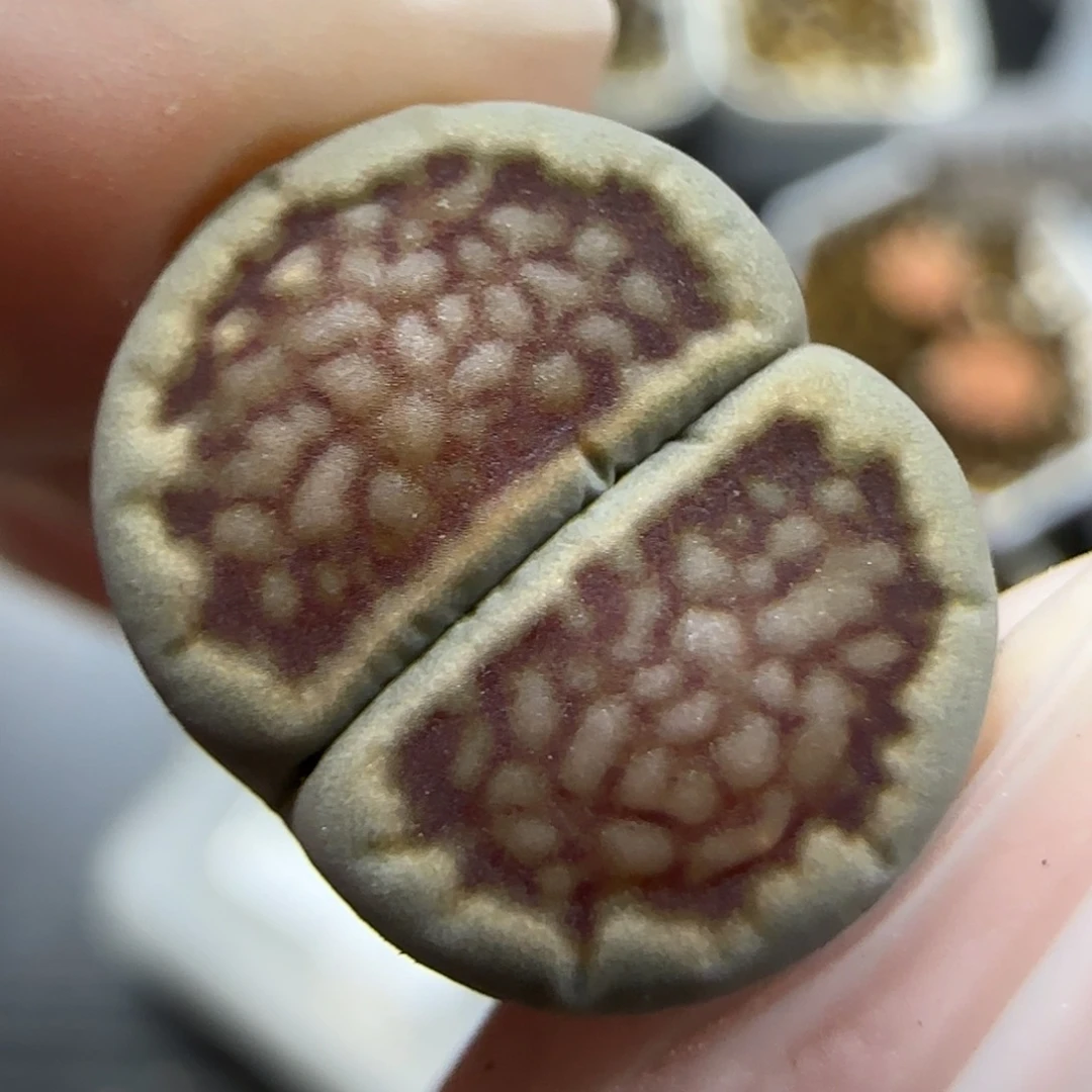 11.30  大观玉福利福利。5047