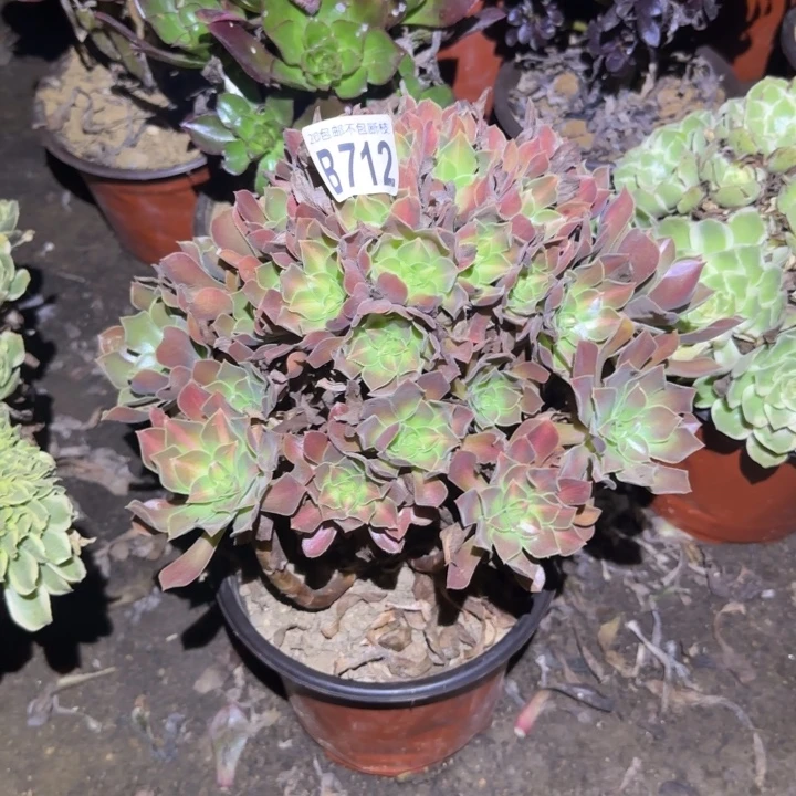 女巫中班……多肉植物的生长