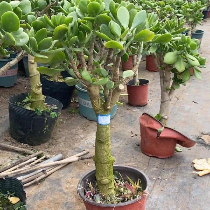 原始老青玉一物一拍