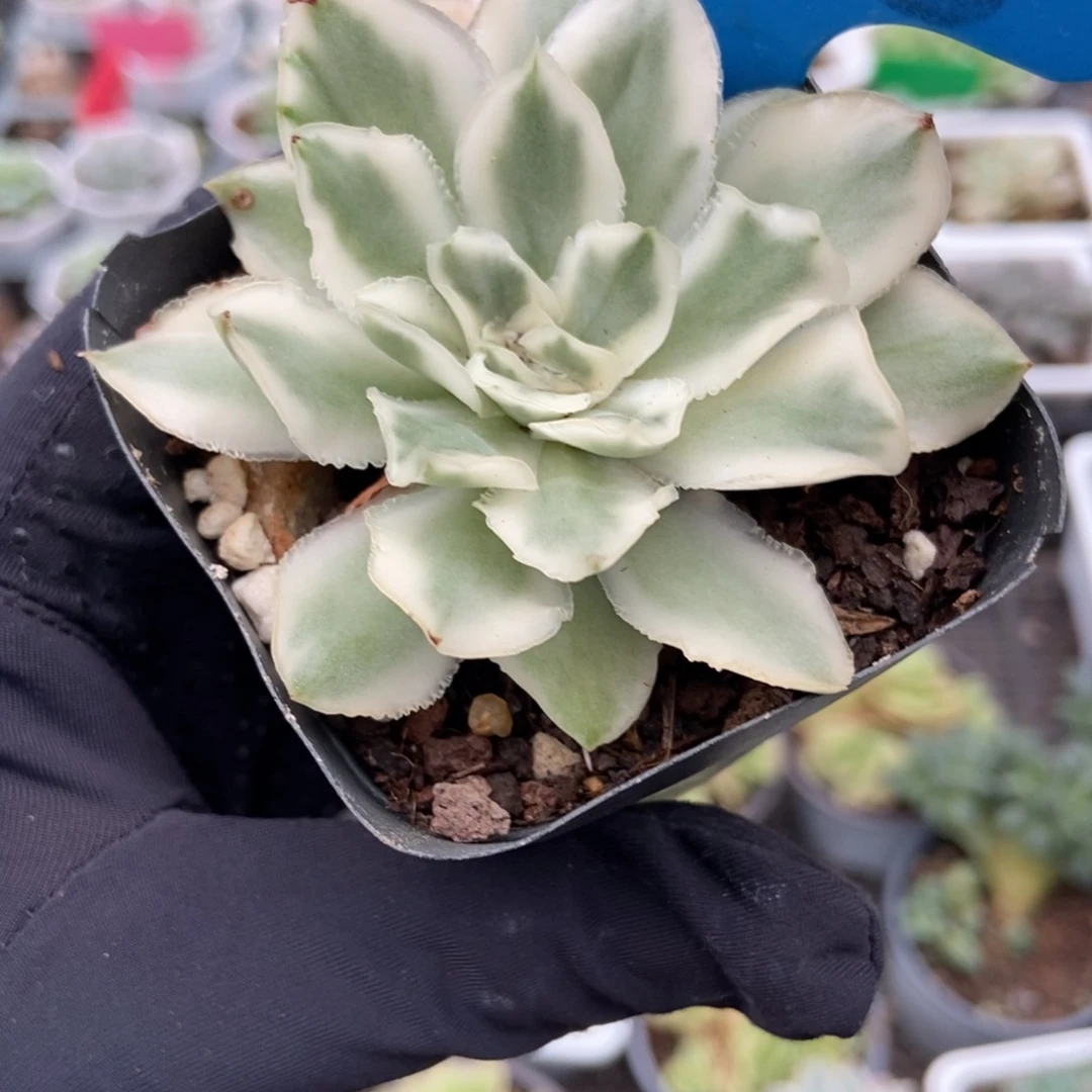 9018紫蝴蝶锦多肉植物