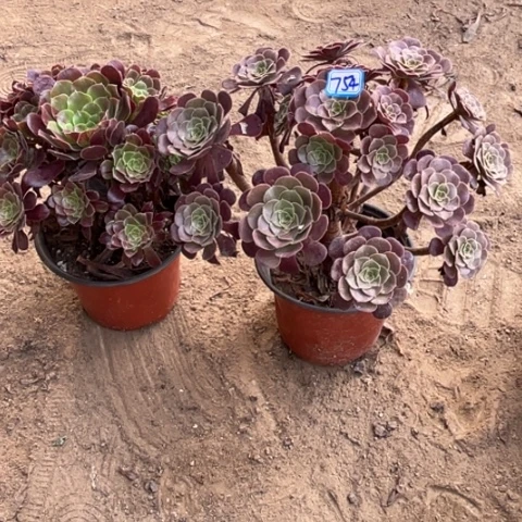 754多肉植物组合，