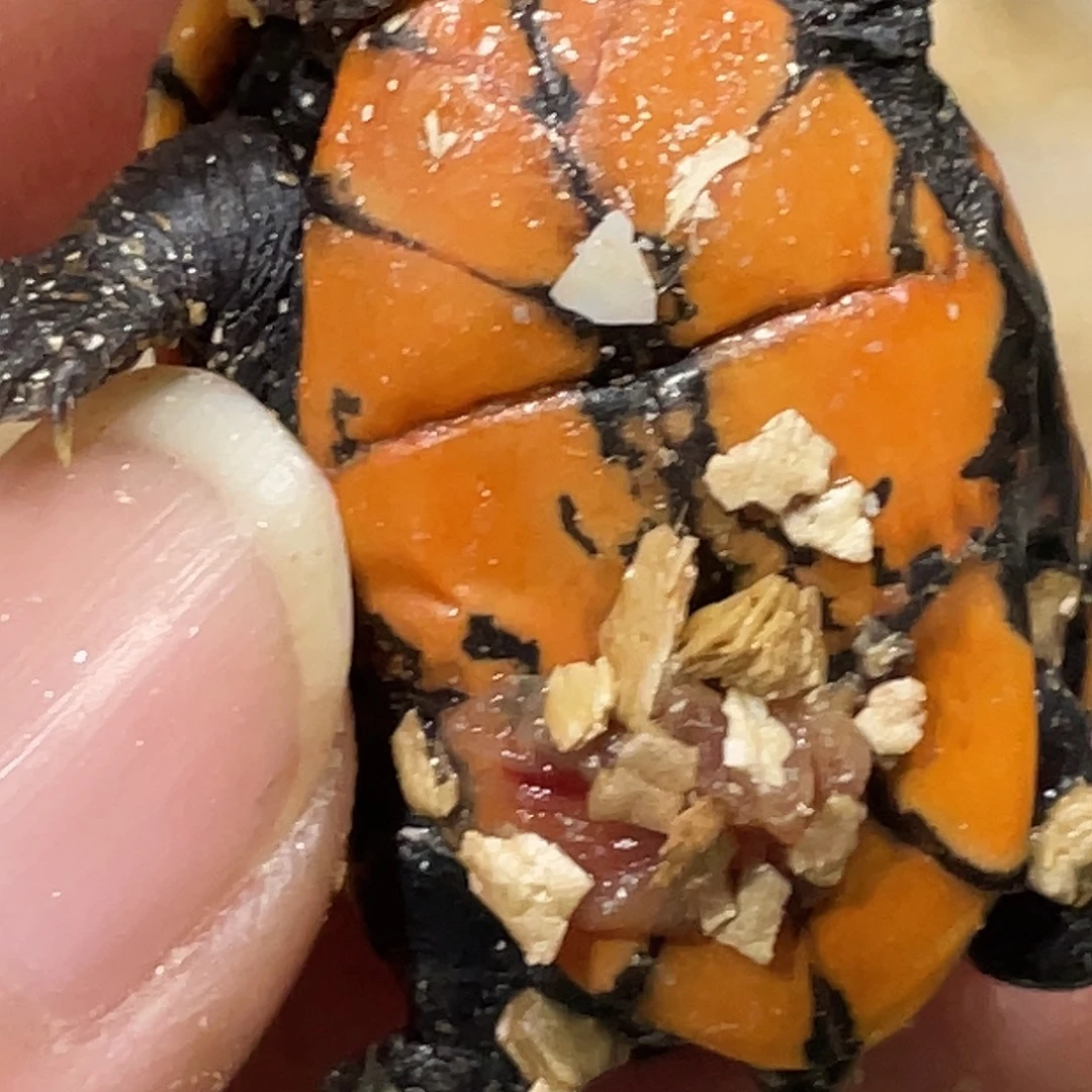 别***豆宠物龟不分公母A2全品美版小种