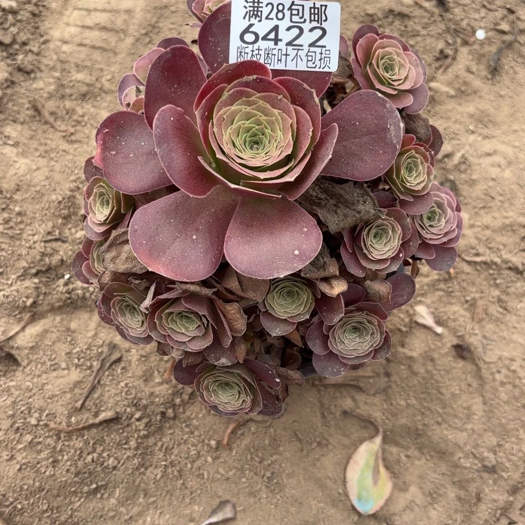 P. 6422美金玫瑰多肉有瑕疵