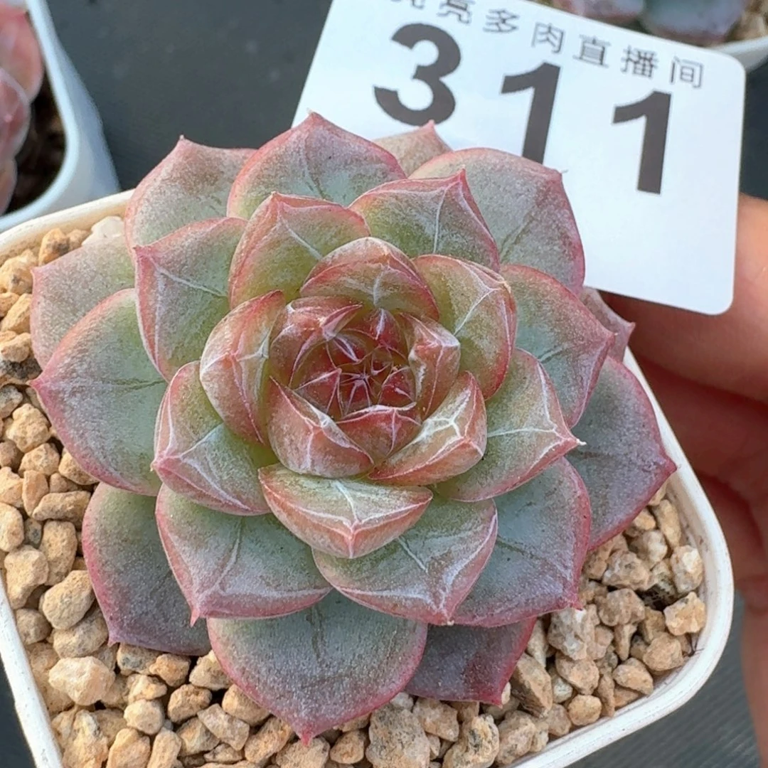 紫罗兰仙子            精美多肉植物