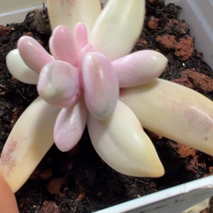 红手指锦多肉植物1814