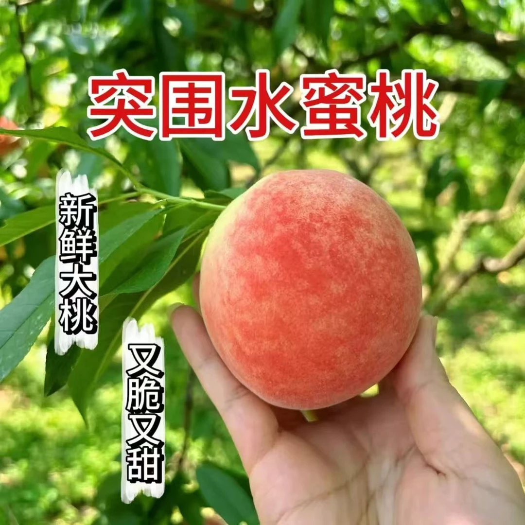 北京平谷突围水蜜桃，转硬两吃。新鲜当季整箱时令孕妇应季水果毛桃北京市