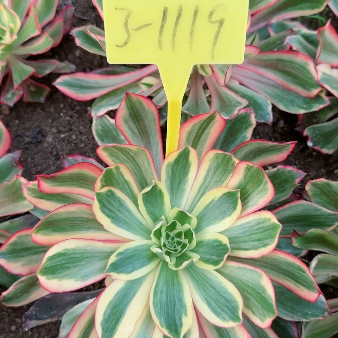 3-1119---多头多肉植物魅影